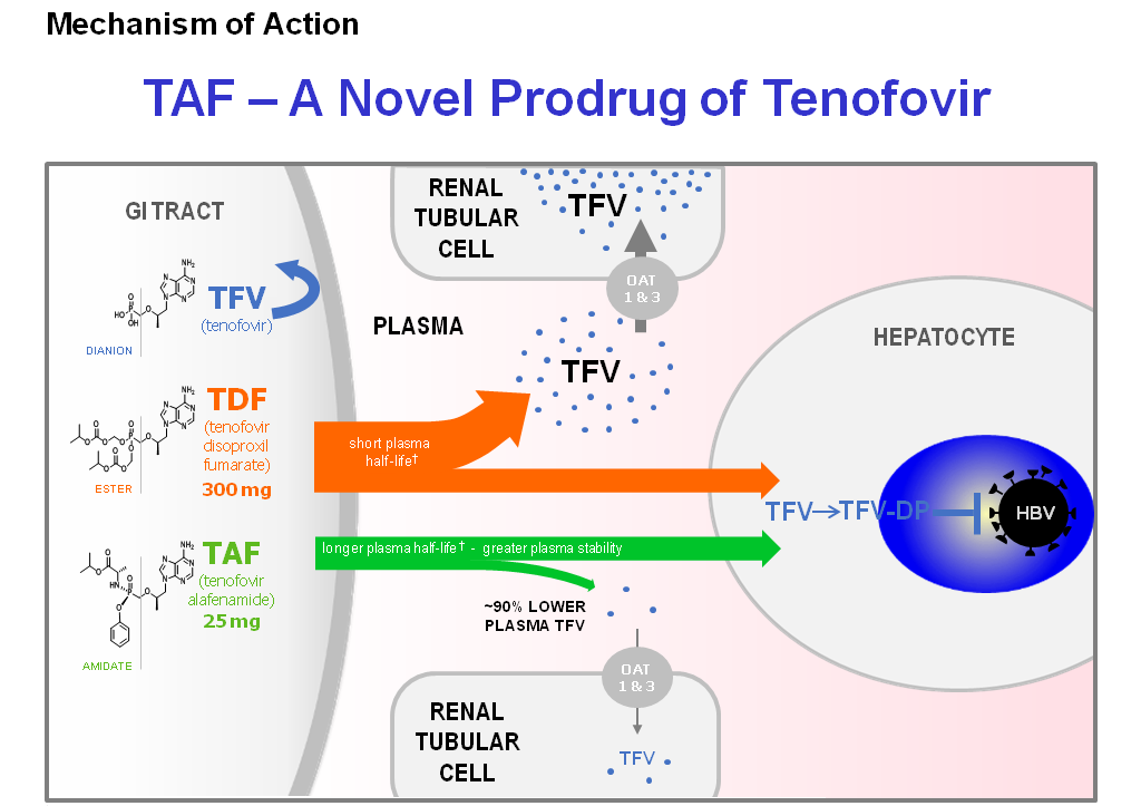 Chuyển hóa TDF và TAF trong cơ thể con người